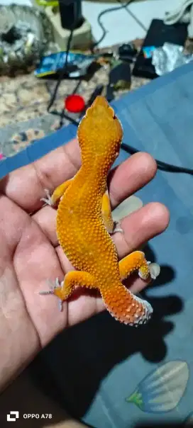 Gecko dewasa usia 10-12 bulan , data lengkap dijamin sehat dan lincah