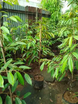 Bibit durian duri hitam / black trom / oce