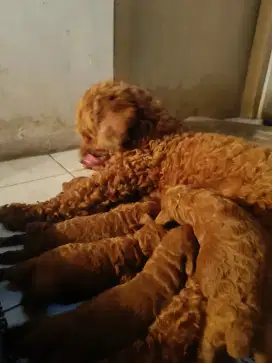 Anakan anjing poodle