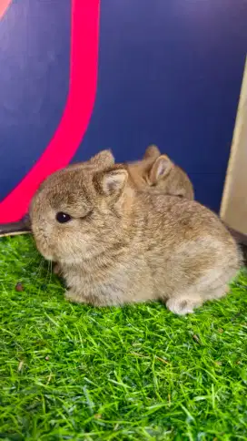 Kelinci netherland dwarf
