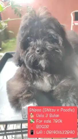 LOKASI BOGOR. Anak anjing Shipoo Shitzu x Poodle 3bulan.