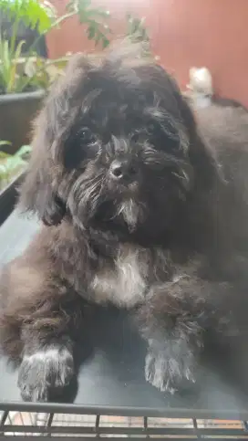 LOKASI BOGOR. Anak anjing Shipoo Shitzu x Poodle 3bulan.