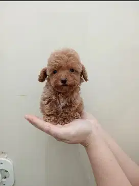 Super tiny poodle