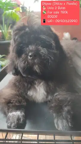 LOKASI BOGOR. Dijual anak anjing Shitzu x Poodle 3bulan