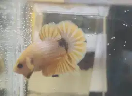 Cupang Fancy yellow