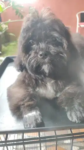 LOKASI BOGOR. Dijual anak anjing Shitzu x Poodle 3bulan