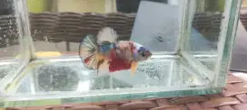 Cupang nemo multycolor yellow base
