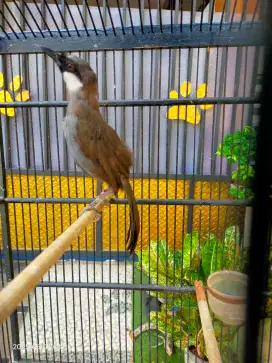 Poksay hongkong lokal ring jinak buka ekor