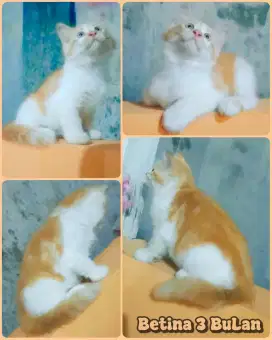 Betina imut oyen 3bulanan