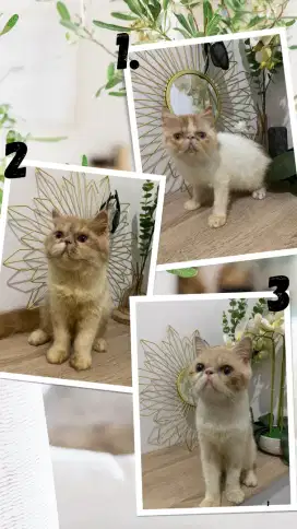 Kucing Exotic & Persia Peaknose