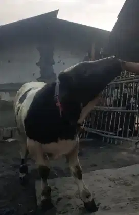 Jual sapi pedet