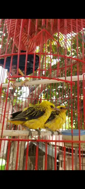 Sepasang anakan burung Kepodang emas