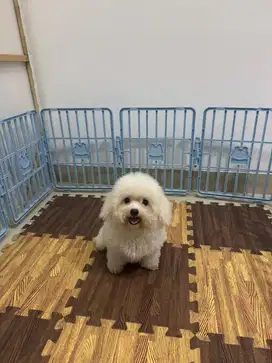 Di jual Murah Anjing Mini Bichon Frise Turunan Import Korea Jantan