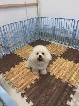 Di jual Murah Anjing Mini Bichon Frise Turunan Import Korea Betina