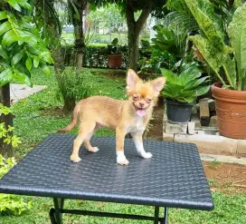 Chihuahua jantan murmer