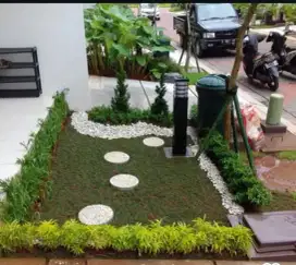 Rumput gajah mini