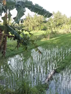 Sawah Murah luas 667 M², muka 7 an