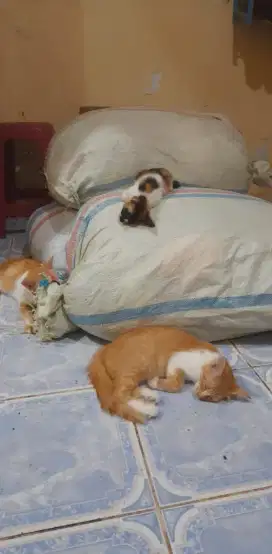 yang mau jual baju bekas nya