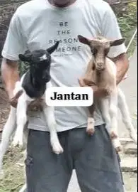 sepasang kambing kerdil 3-4 bulanan TB 30cm peranakan mini pygmi unik