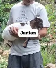 sepasang kambing kerdil 3-4 bulanan TB 30cm peranakan mini pygmi unik