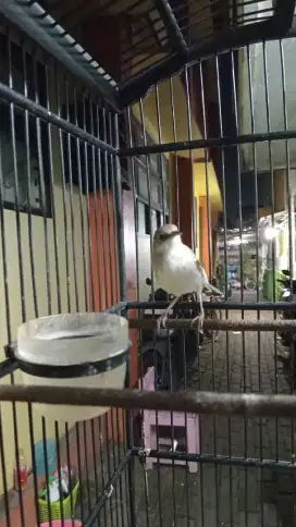 Prenjak Putih Daput Mutasian