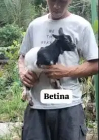 sepasang anakan kambing mini 3-4 bulanan TB 30cm peranakan pygmi unik