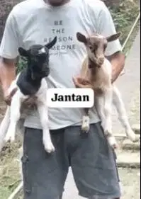 sepasang anakan kambing mini 3-4 bulanan peranakan pygmi TB 30cm unik
