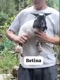 sepasang anakan kambing mini 3-4 bulanan peranakan pygmi TB 30cm unik