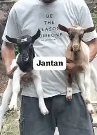 sepasang anakan kambing mini 3-4 bulanan peranakan pygmi TB 30cm unik