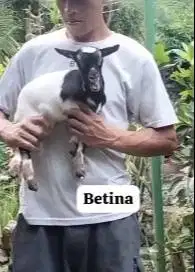 sepasang anakan kambing mini peranakan pygmi 3-4 bulan TB 30cm exotik