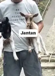 sepasang anakan kambing mini peranakan pygmi 3-4 bulan TB 30cm exotik