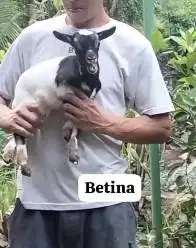 sepasang anakan kambing mini 3-4 bulanan TB 30cm peranakan pygmi unik