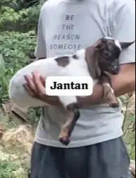 sepasang anakan kambing mini 3-4 bulanan TB 30cm peranakan pygmi unik