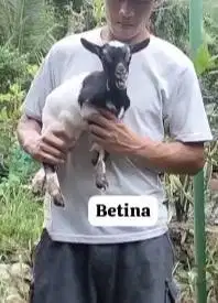 sepasang anakan kambing mini TB 30cm 3-4 bulanan peranakan pygmi unik
