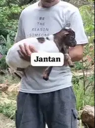 sepasang anakan kambing mini TB 30cm 3-4 bulanan peranakan pygmi unik