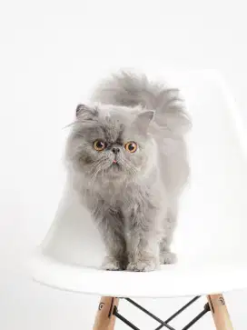 Pacak kucing abu solid peaknose longhair, peaknose abu jago kawin