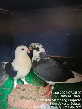 Merpati hias sepasang