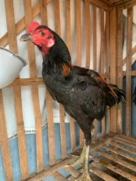 Anakan ayam bangkok x mangon