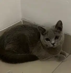 Kucing british shorthair bsh british shorthair