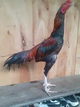 Ayam bangkok muda