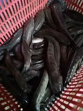 Tersedia ikan gabus COD