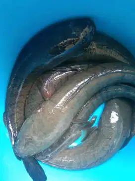 Sedia ikan gabus hidup COD