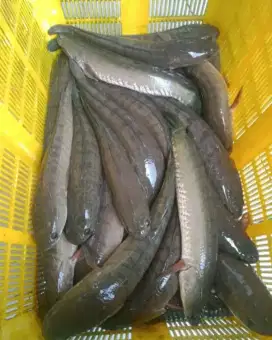 Sedia ikan gabus segar