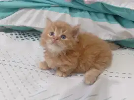kitten munchkin longhair jantan