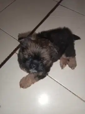 Anak Anjing Maltese mix Minipom