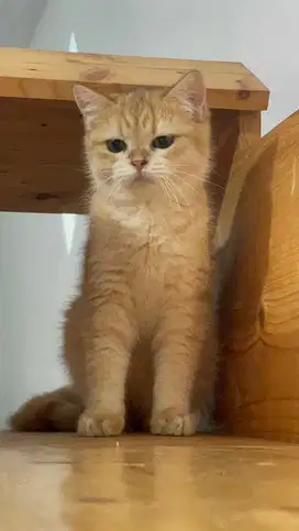 British shorthair golden / BSH golden / BSH emas / BSH ped / nonped