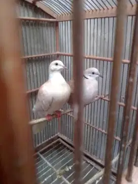 Burung puter dewasa sejodo