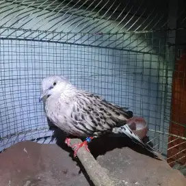 Burung Tekukur Leopard Jantan udah Bunyi