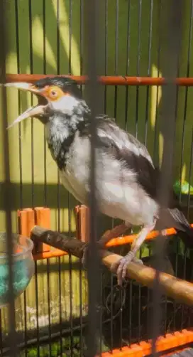 Jalak suren belorok