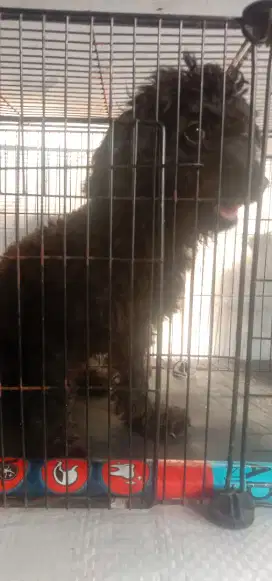 Poodle hitam mulus 7 bln jtn normal